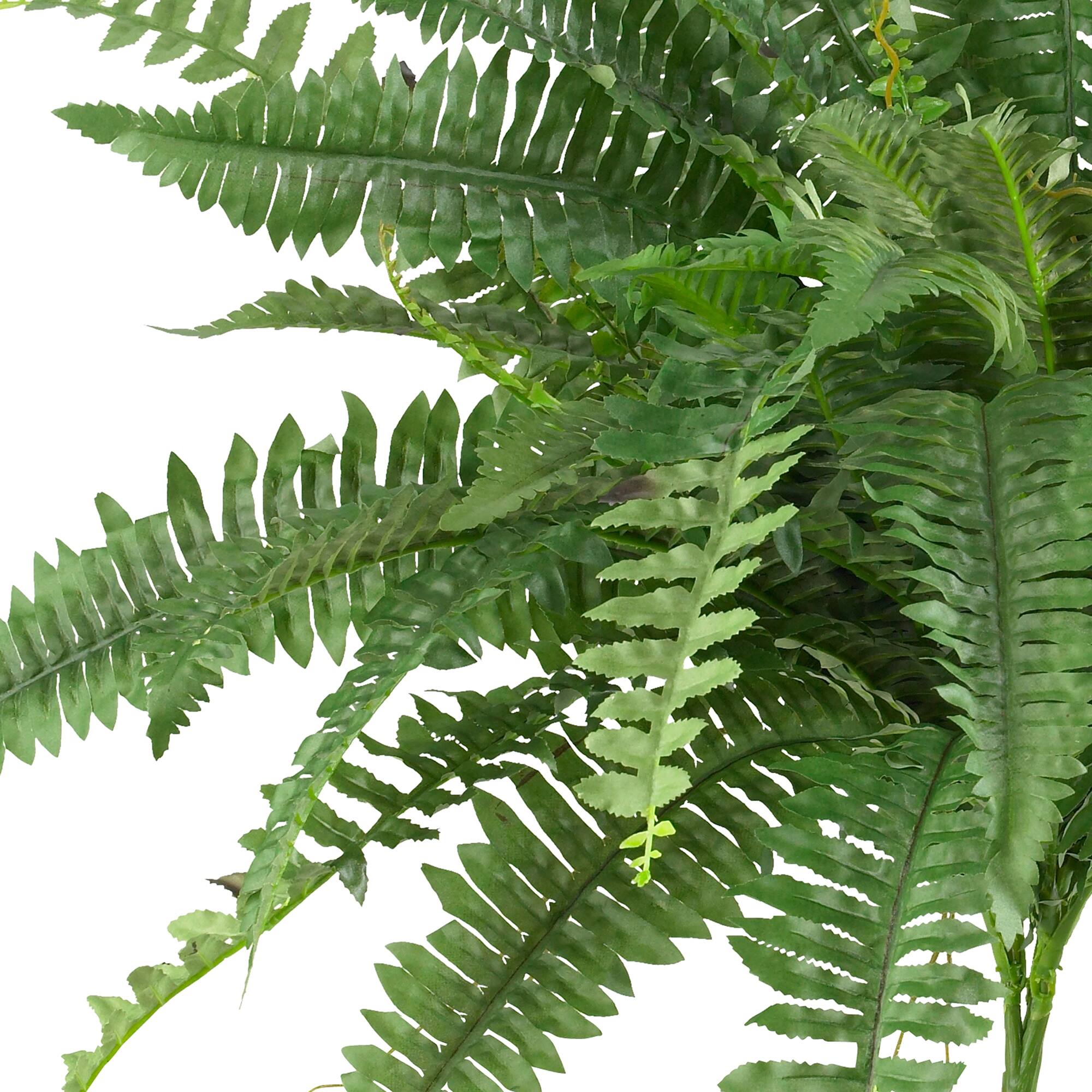 15" Boston Fern, 2ct.